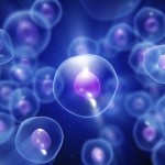 La calvicie y las células madre